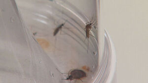 "Japan Conducted Malaria Human Experiments on Soldiers with 'Mental Illness' During Second Sino-Japanese War"