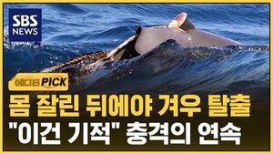 [에디터픽] 인간들이 만든 '죽음의 무덤'&hellip;치워도 계속 쌓인다