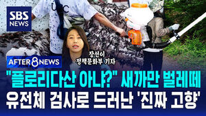 [AFTER 8NEWS] "플로리다산 아냐?" 새까맣게 몰려든 러브버그&hellip;유전체 검사로 드러난 충격적 '진짜 고향'