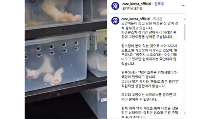 파충류 사육장에 임시 보호 중인 새끼고양이들 (사진=케어 코리아 인스타그램 캡처, 연합뉴스)