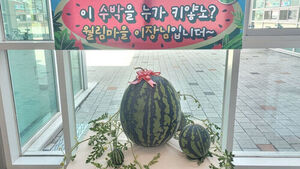 창원 대산 초대형 수박
