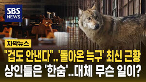 [자막뉴스] "늑구야 곧 만나" 오월드 재개장 준비 '초읽기' 상인들은 '한숨'&hellip;대체 무슨 일이?