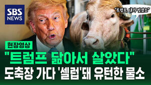[현장영상] "트럼프 닮아 살았다" 간발의 차로 도축 피한 '물소'