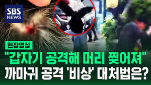 [현장영상] "얼굴 오랜 시간 기억"&hellip;사람 공격하는 '큰부리까마귀' 주의보