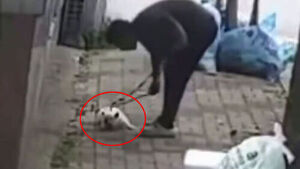 짐짝처럼 질질 끌고 다니다 '퍽퍽'&hellip;CCTV 속 충격 장면