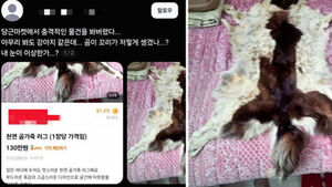 "130만 원" 곰가죽 판매한다더니&hellip;사진 본 사람들 기겁