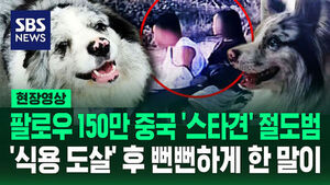 [현장영상] "법 안 어겼는데?" SNS 스타견 훔쳐 식용으로 도살