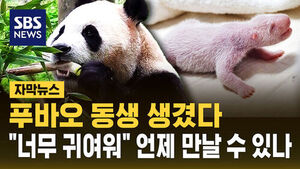 [자막뉴스] 푸바오 동생 생겼다&hellip;"너무 귀여워" 언제부터 볼 수 있나요?