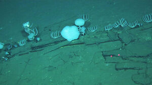 5.3-Million-Year-Old 'Whale Necropolis' Discovered 7,000 Meters Deep in Indian Ocean