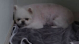 Abused Animals Returned to Owners: How to Break the Vicious Cycle of Abuse
