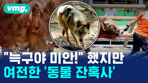 [비디오머그] 늑구를 통해 알아본 동물복지, 어디까지 알고 있니?