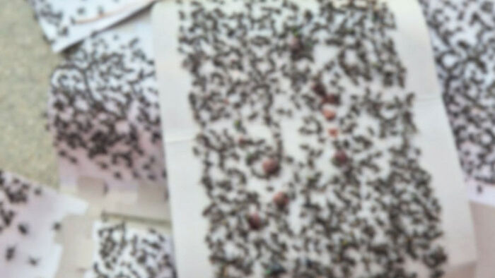 The 'Free Fertilizer' Scam: Dumping Manure Leads to Stench and Swarms of Flies