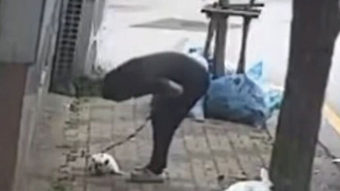 Dog Abused in Gwangju Rescued by Animal Rights Group