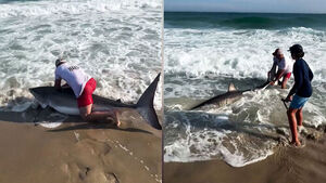 Angler Stunned as 2.6-Meter Great White Shark Emerges from Water