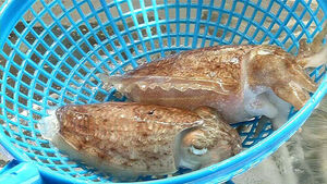Cuttlefish Population Bounces Back in Gunsan: A New Boost for the Local Economy?