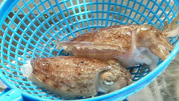 Cuttlefish Population Bounces Back in Gunsan: A New Boost for the Local Economy?