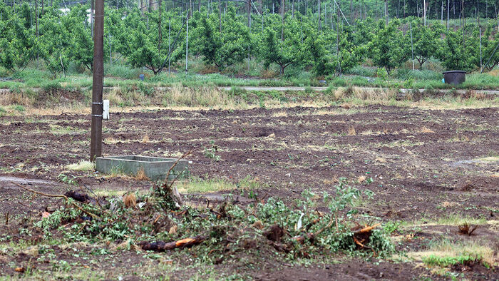 An apple orchard devastated by fire blight
