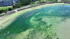 Over 20,000 Tons Collected in 3 Years: What Is the Solution for Jeju's 'Sea Lettuce' Problem?