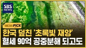 [에디터픽] 한국 덮친 '초록빛 재앙'..혈세 90억 공중분해 되고도