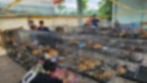 Vietnam Police Bust Gang Stealing and Slaughtering Cats for Meat, Rescuing Over 400
