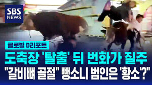 [글로벌D리포트] 도축장 '탈출' 뒤 번화가 질주&hellip;"갈비뼈 골절" 뺑소니 범인은 '황소'?