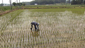 Icheon and Yeoju in Gyeonggi Province Begin Cultivation of Rice for Processing
