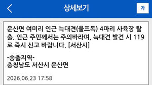4 of 11 Escaped Wolfdogs Still at Large; Seosan City Issues Emergency Alert After One Week