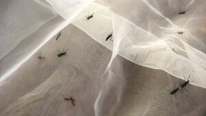 Decreased Lovebugs: Did Pest Control Win? The Answer Will Come in Late July
