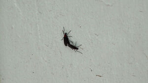 Are 'Lovebugs' Decreasing This Year? Did Control Efforts Work?