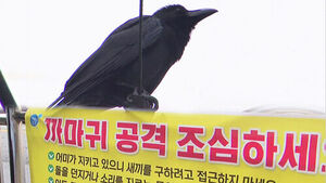 Warning Signs Posted Across City as Crow Attacks Increase