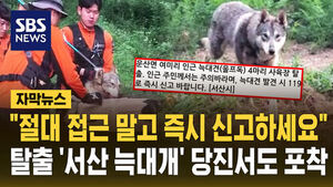 [자막뉴스] "절대 접근 말고 즉시 신고하세요"&hellip;탈출 '서산 늑대개' 당진서도 포착
