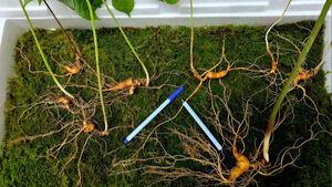 8 Wild Ginseng Roots Discovered on Mt. Jangan in Jangsu&hellip; Appraised at 120 Million Won