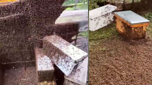 Swarm of Bees Covers Road After Trailer Overturns