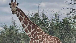 Giraffe Escapes Texas Ranch, Remains Missing After 2 Weeks Despite Towering Height