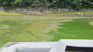 Ominous Green Tide Spreads Across Daecheong Lake Earlier Than Usual