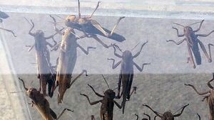 떼로 몰려와 갉아먹는다?&hellip;집단으로 발생해 '비상'