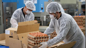 Government to Spend 121.2 Billion Won on Egg Imports This Year; Industry Blames Regulations