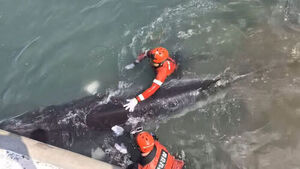 Coast Guard Rescues Baby Baleen Whale Trapped in Geoje Yacht Marina