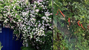 60-Year-Olds Caught Picking Roses at Famous Suwon Landmark: Their Excuse