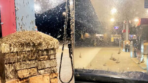 Thousands of Insects Swarm Gas Station: What Experts Say