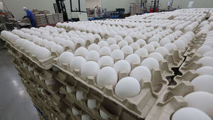 7 Egg Processing Facilities Cited for Poor Hygiene; Caution Advised for Summer Egg Storage