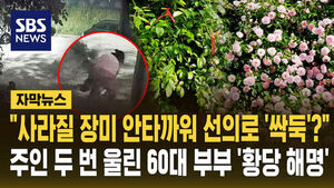 [자막뉴스] "사라질 장미 안타까워 선의로" '사진 명소' 장미 '싹둑' 잘라간 60대 부부&hellip;주인 두 번 울린 '황당 해명'