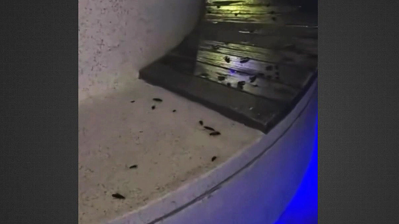 Seoullo 7017 infested with cockroaches