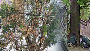 100-Year-Old Ginkgo Tree Poisoned with Herbicide: The Culprit Revealed