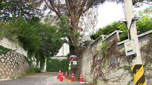 100-Year-Old Ginkgo Tree Poisoned: Why Did the Art Museum Do It?