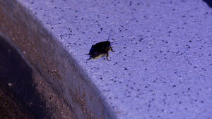 Seoul Tourist Landmark Becomes Infested with Cockroaches