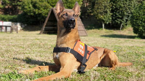 119 Rescue Dog 'Chungseong', Who Saved 16 Lives Over 7 Years, Finds New Home