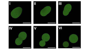 Artificial Cell Created: Capable of Eating, Growing, Replicating, and Competing