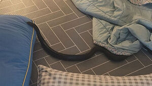 Snake Over 1 Meter Long Found in Apartment Living Room Blanket in Yangju
