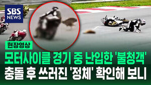 Motorcycle Rider Collides with Wild Animal on Racing Circuit